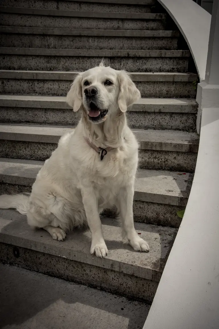 herrgårdshunden golden retriverthiken Maja sittandes i trappan vid terassen